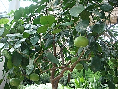 243 Longwood Gardens [2008 August 23]